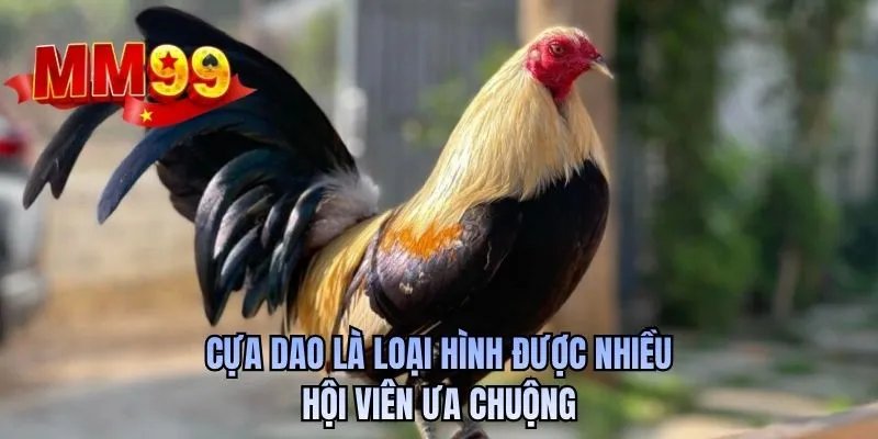 Cựa dao là loại hình được nhiều hội viên ưa chuộng